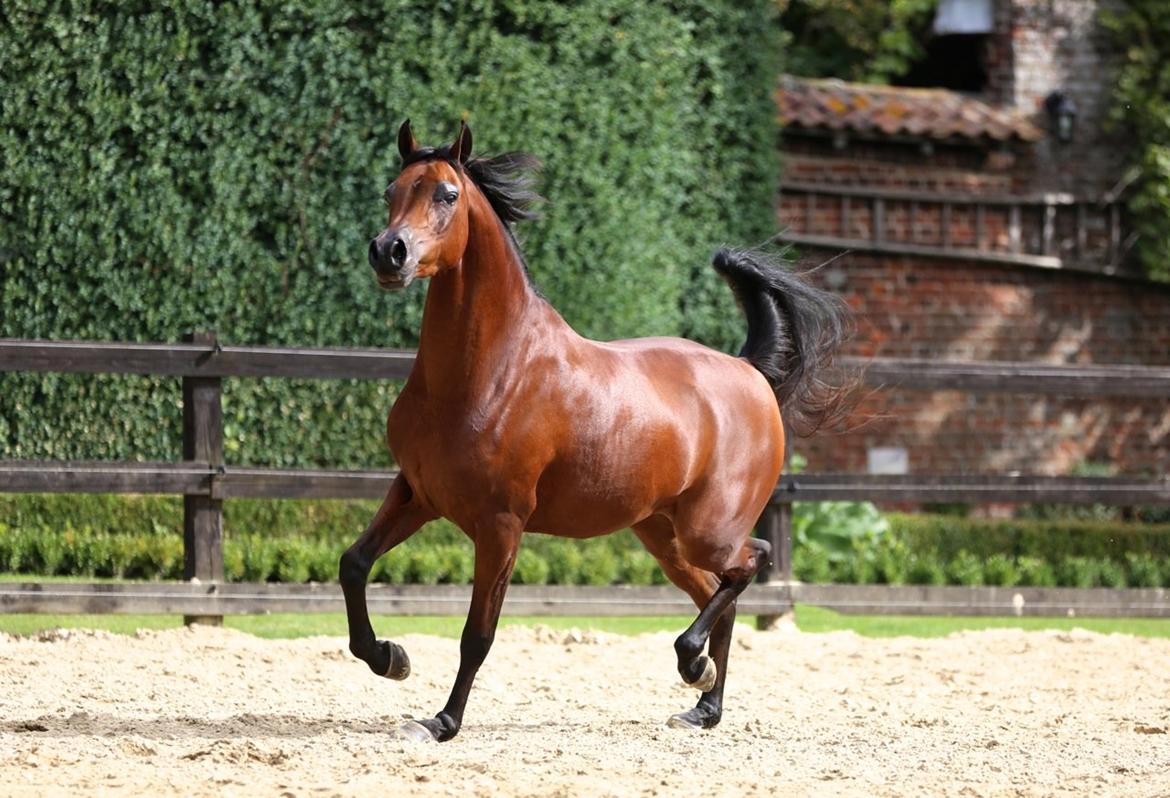 Arabisk fuldblod (OX) Psynselino (SOLGT) - FOTO: Johanna Ullström d. 23/9-2013.
I Belgien på Derby farm. billede 18