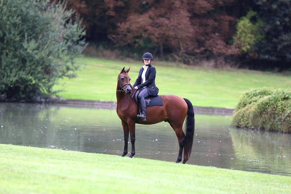 Arabisk fuldblod (OX) Psynselino (SOLGT) - FOTO: Johanna Ullström d. 19/9-2013.
I Belgien på Derby farm. billede 9