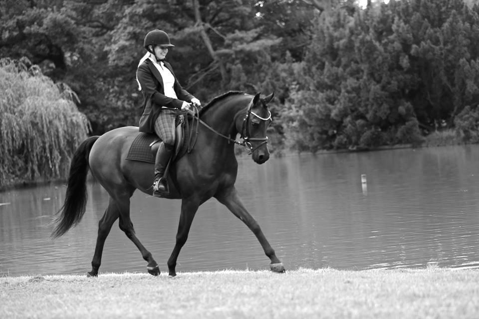 Arabisk fuldblod (OX) Psynselino (SOLGT) - FOTO: Johanna Ullström d. 19/9-2013.
I Belgien på Derby farm. billede 22