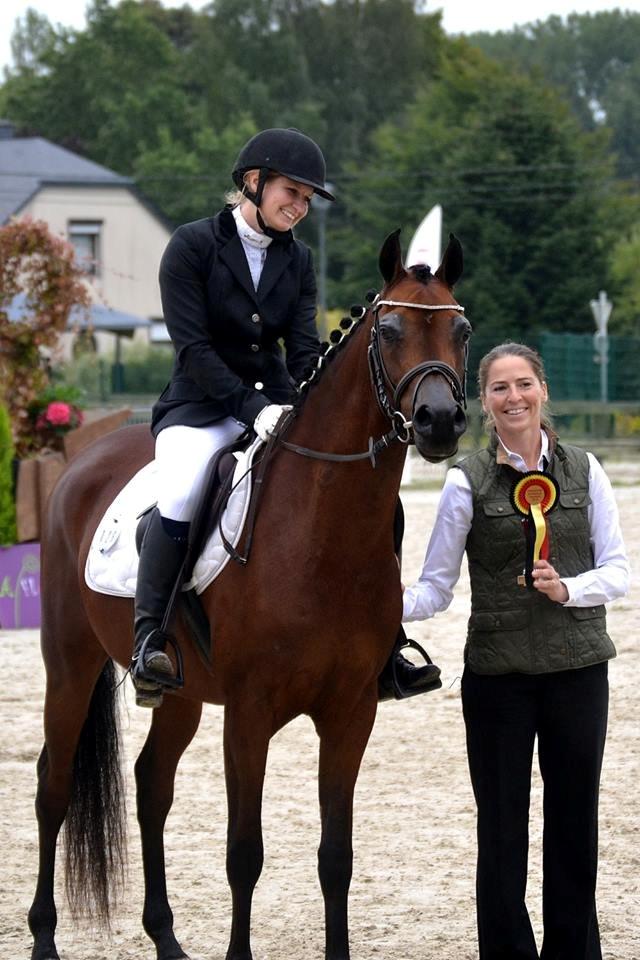 Arabisk fuldblod (OX) Psynselino (SOLGT) - FOTO: Johanna Ullström d. 22/9-2013.
Til Belgisk National Show. Ride Champion. billede 26