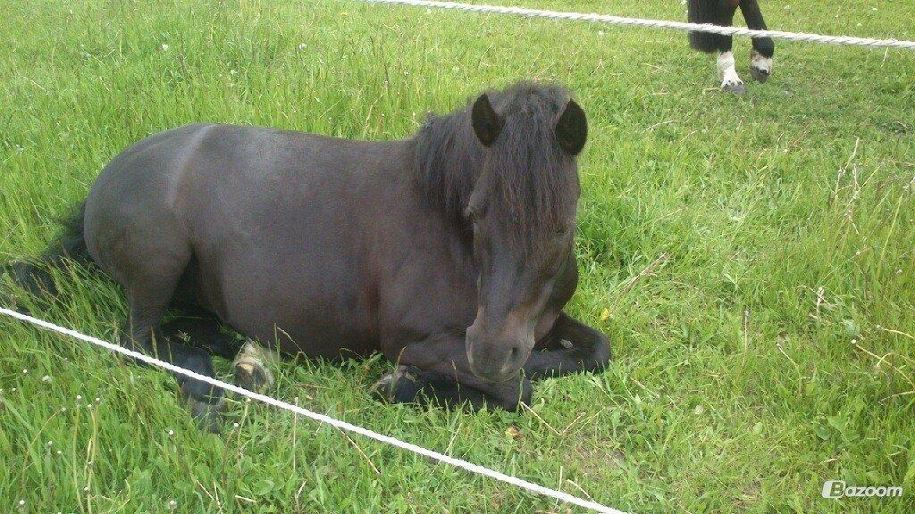 Anden særlig race Mille - Verdens bedste pony<3 billede 1