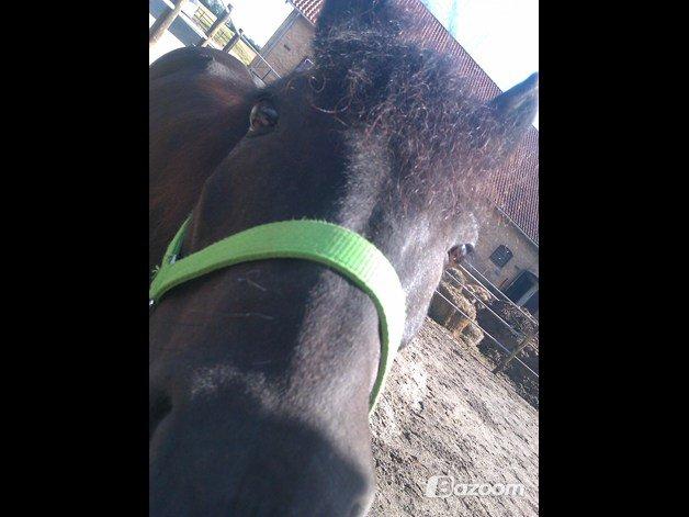 Anden særlig race Mille - Verdens bedste pony<3 billede 2