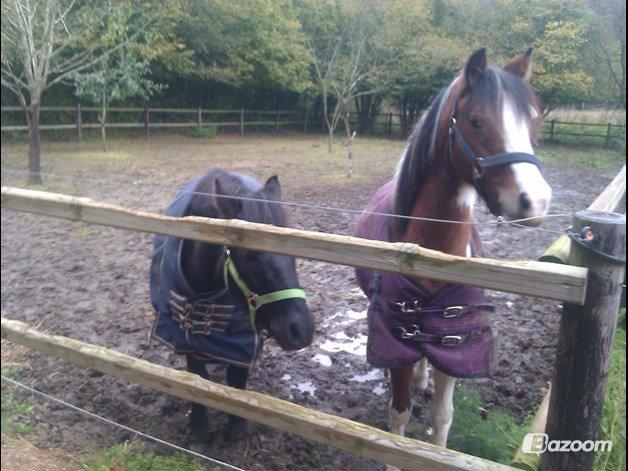 Anden særlig race Mille - Verdens bedste pony<3 billede 3