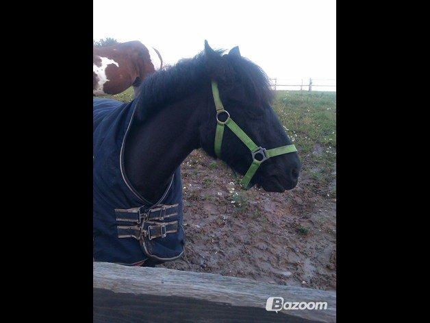 Anden særlig race Mille - Verdens bedste pony<3 billede 4