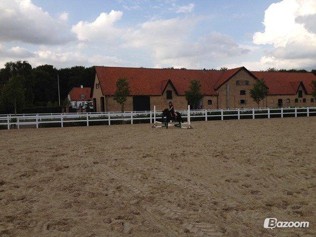 Anden særlig race Mille - Verdens bedste pony<3 billede 5