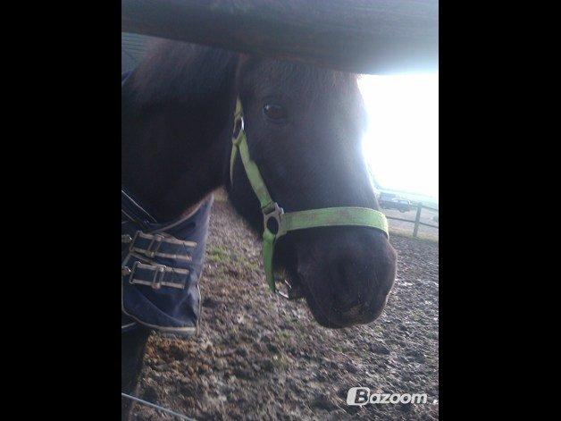 Anden særlig race Mille - Verdens bedste pony<3 billede 7