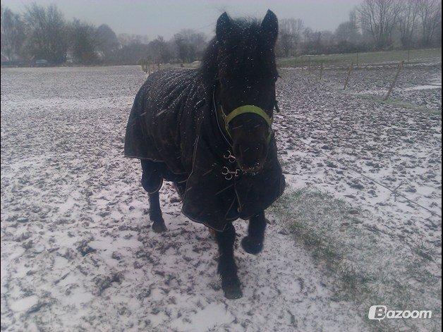 Anden særlig race Mille - Verdens bedste pony<3 billede 8