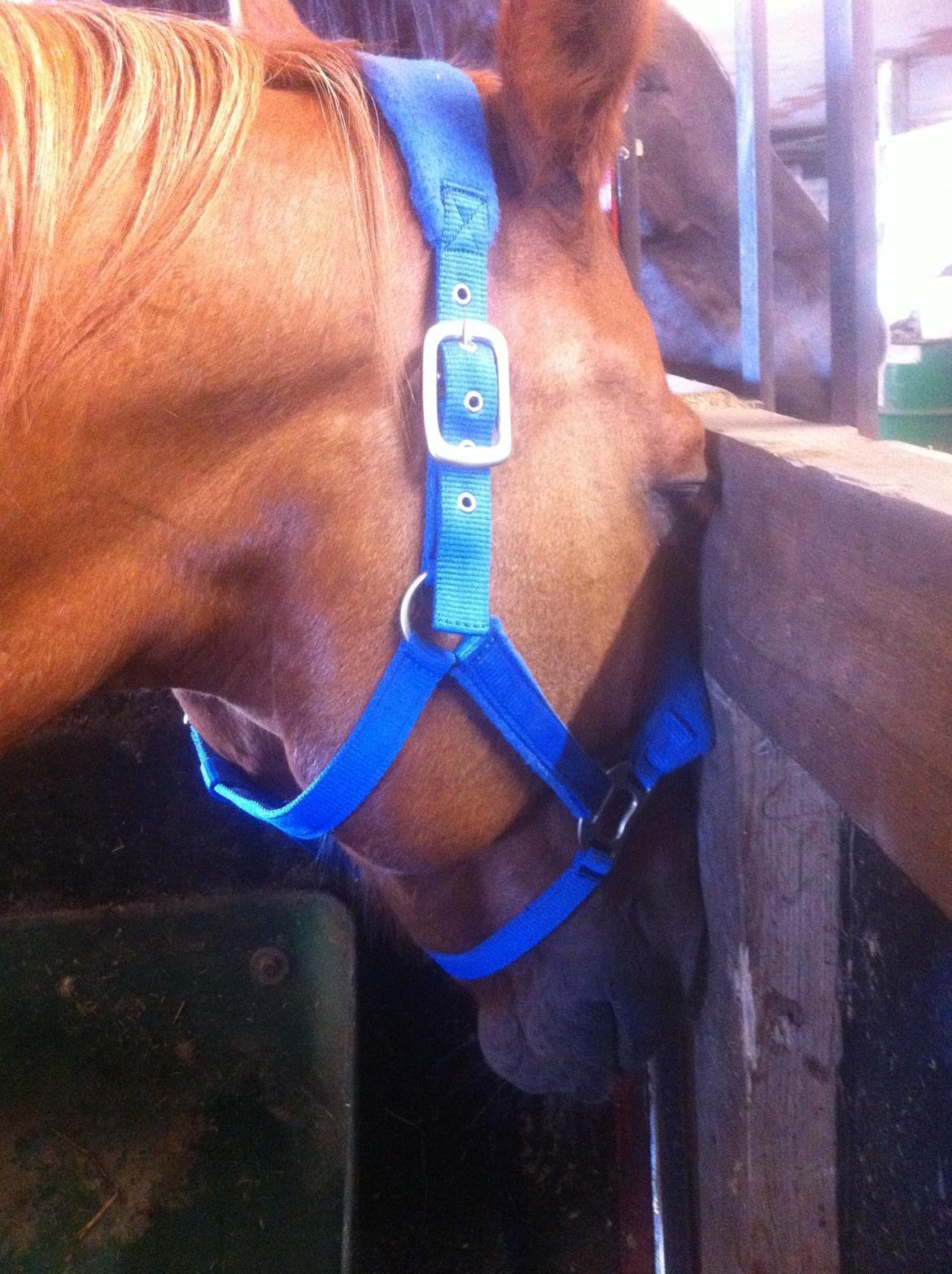 Anden særlig race Fox (Foxi) billede 14