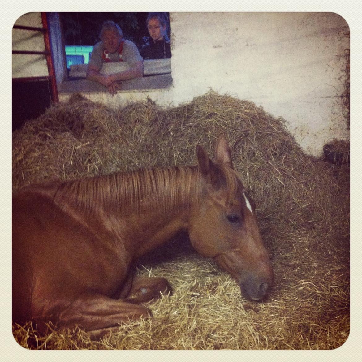 Anden særlig race Fox (Foxi) billede 15