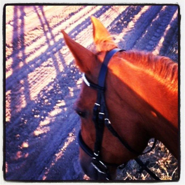 Anden særlig race Fox (Foxi) billede 16