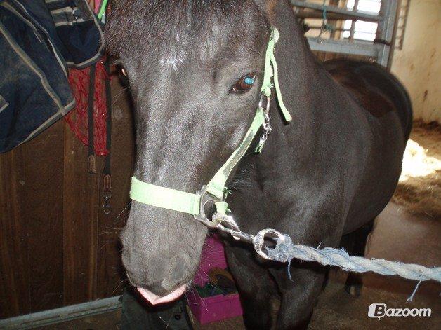 Anden særlig race Mille - Verdens bedste pony<3 billede 9