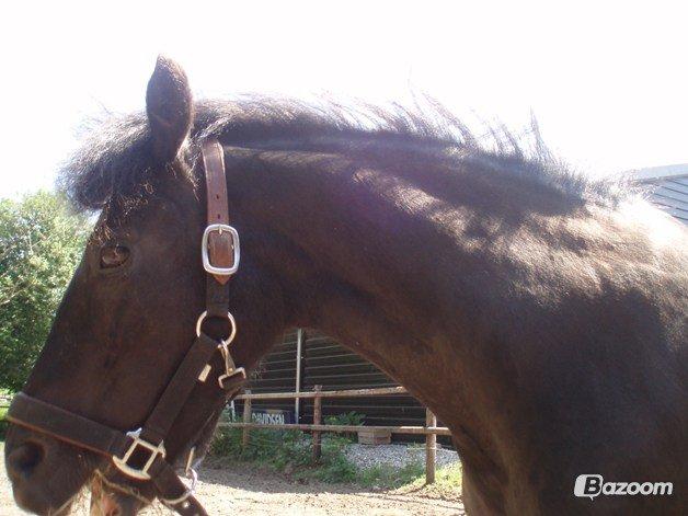 Anden særlig race Mille - Verdens bedste pony<3 billede 10