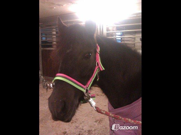 Anden særlig race Mille - Verdens bedste pony<3 billede 11