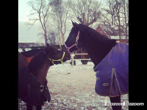 Anden særlig race Mille - Verdens bedste pony<3 billede 12