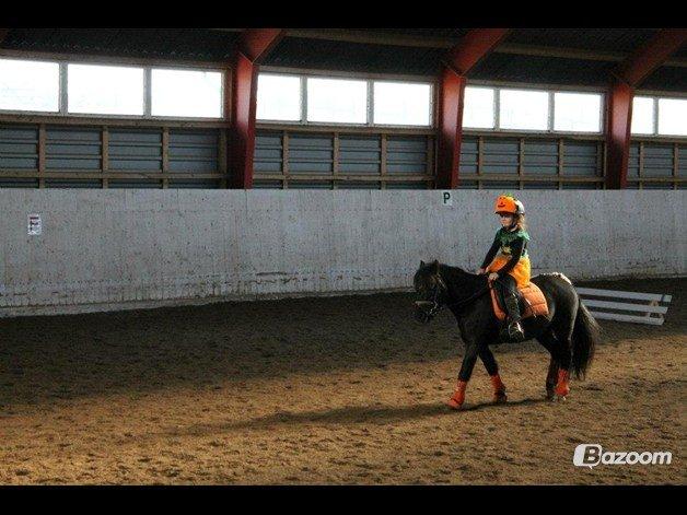 Anden særlig race Mille - Verdens bedste pony<3 billede 13