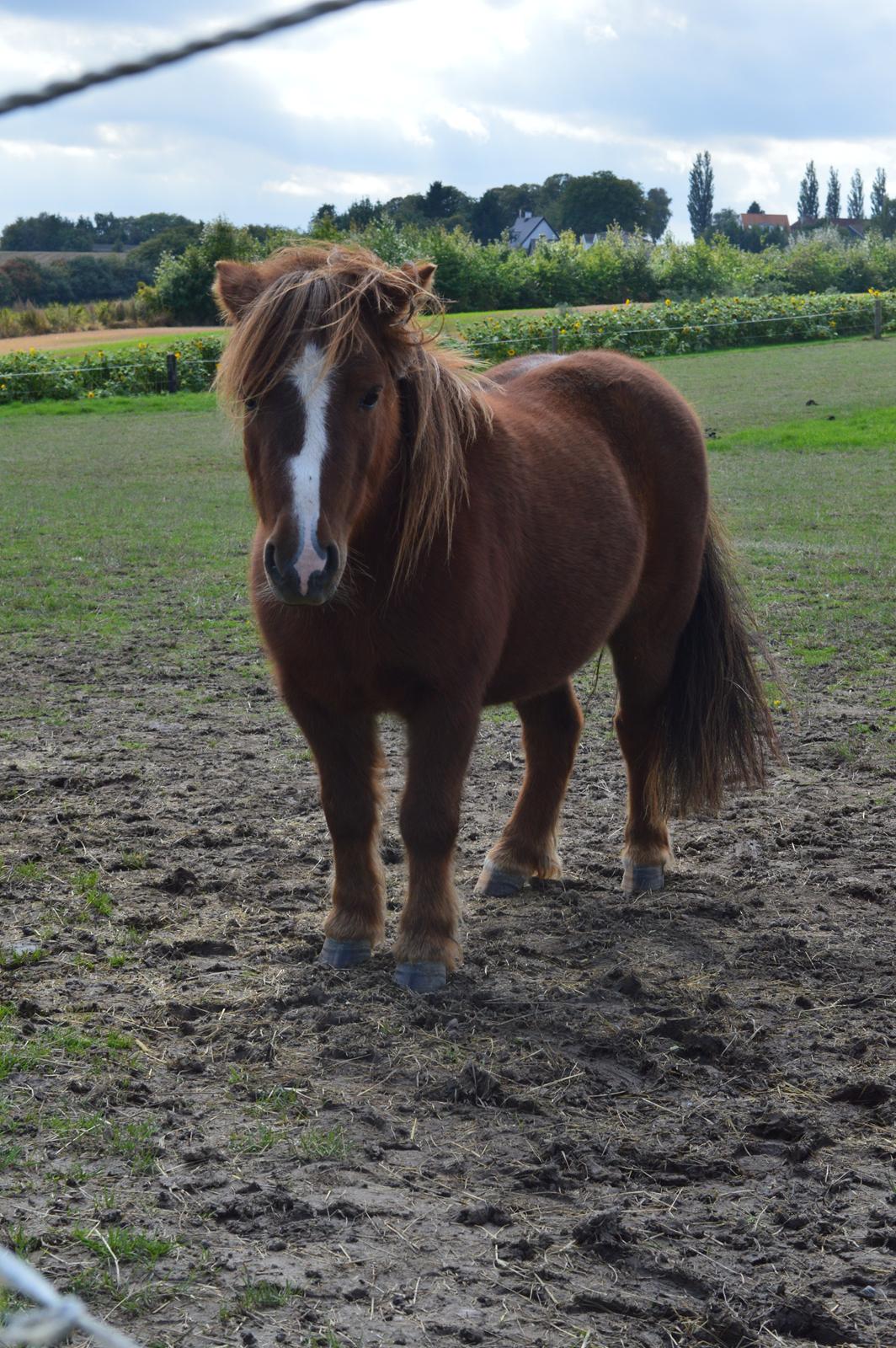 Shetlænder Freddy billede 13