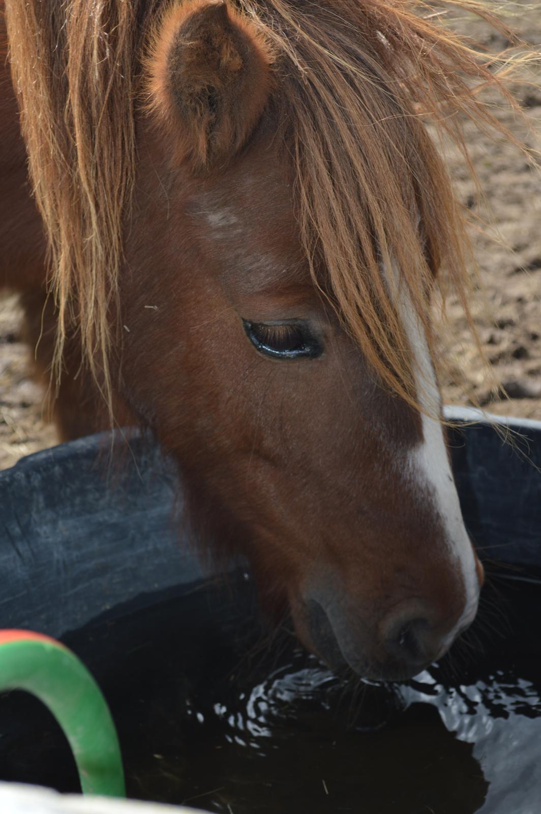 Shetlænder Freddy billede 1
