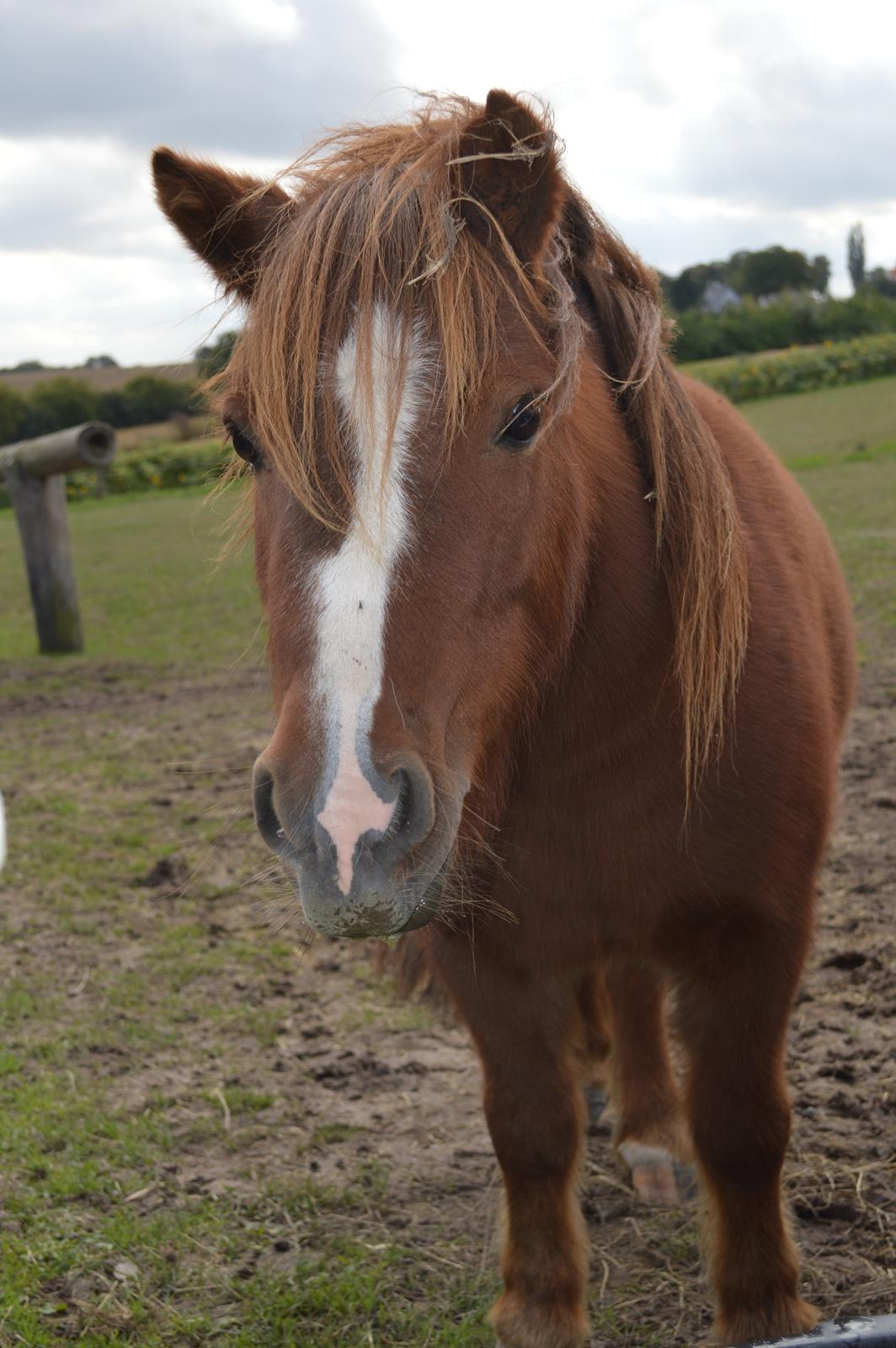 Shetlænder Freddy billede 14