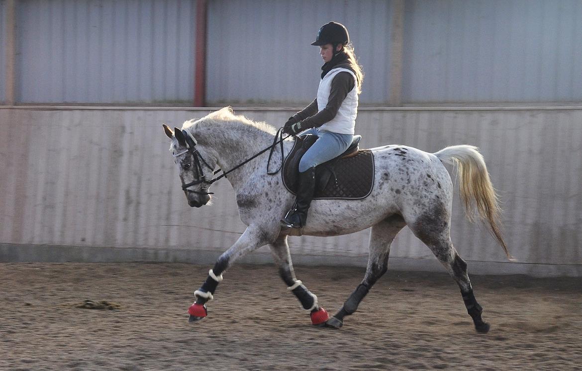 Appaloosa Cassiopaia - Søde dressur-musse ♥ billede 6