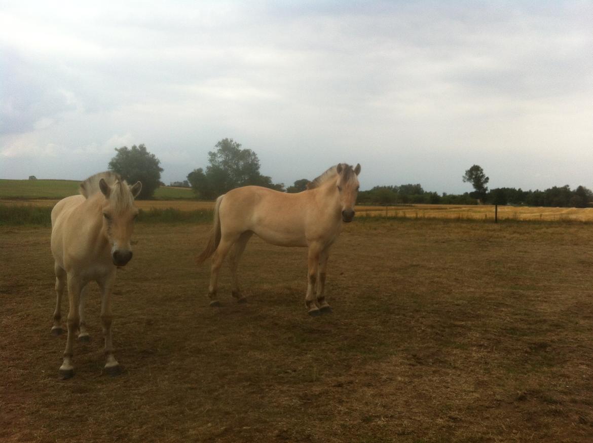 Fjordhest Åmosegaards Fame billede 5