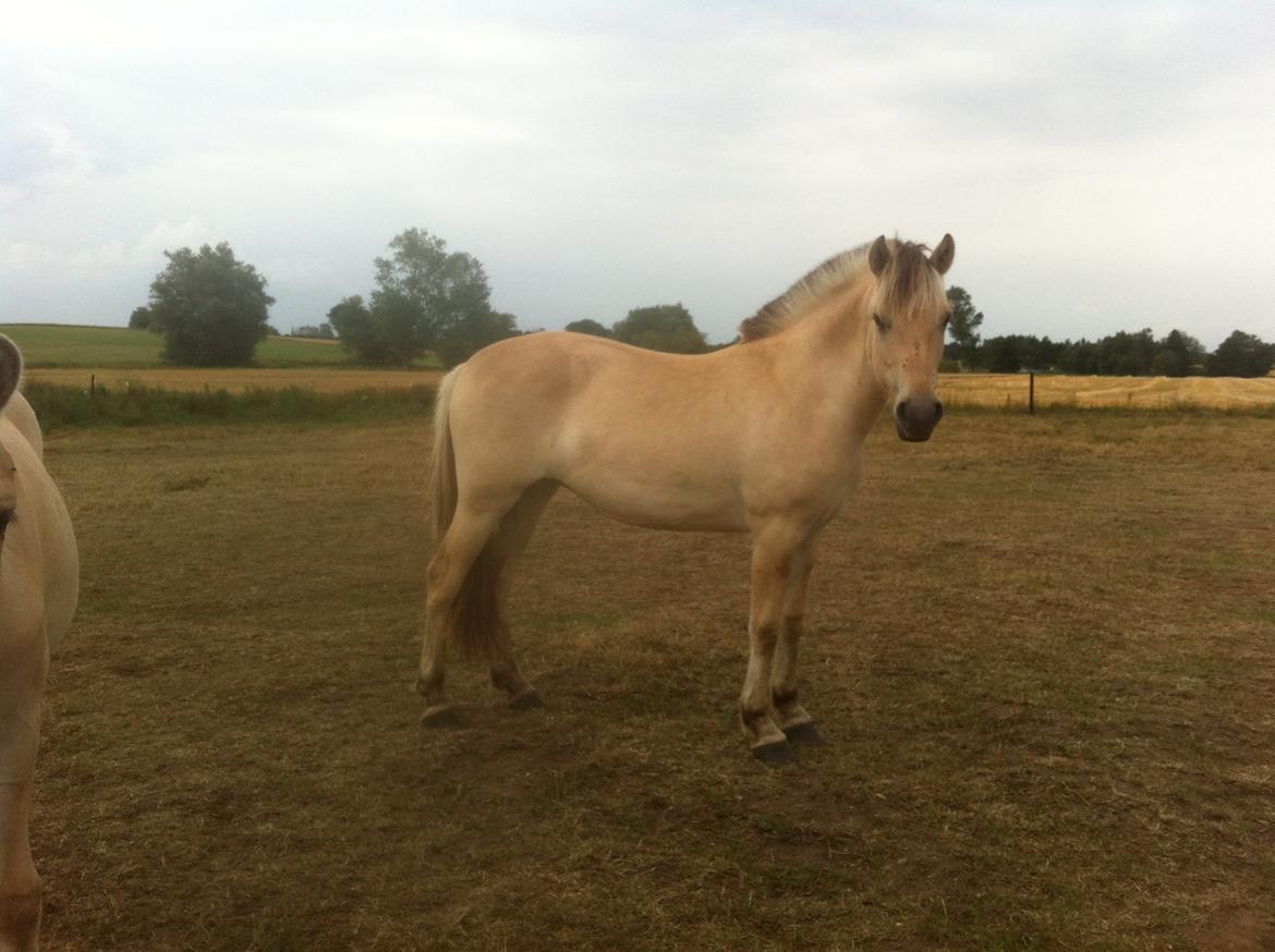 Fjordhest Åmosegaards Fame billede 6