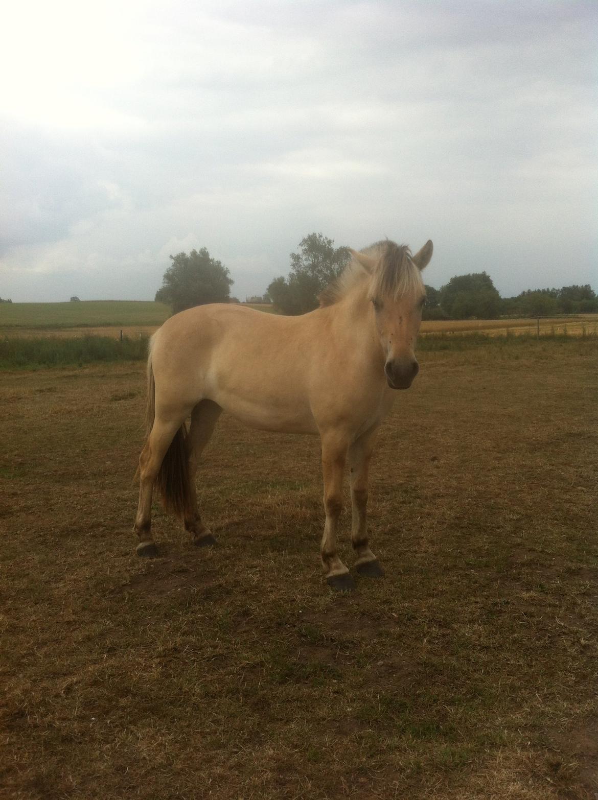 Fjordhest Åmosegaards Fame billede 7