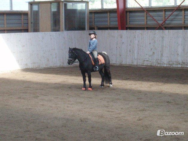 Anden særlig race Mille - Verdens bedste pony<3 billede 14