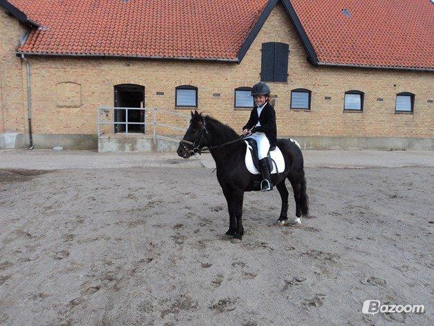 Anden særlig race Mille - Verdens bedste pony<3 billede 16