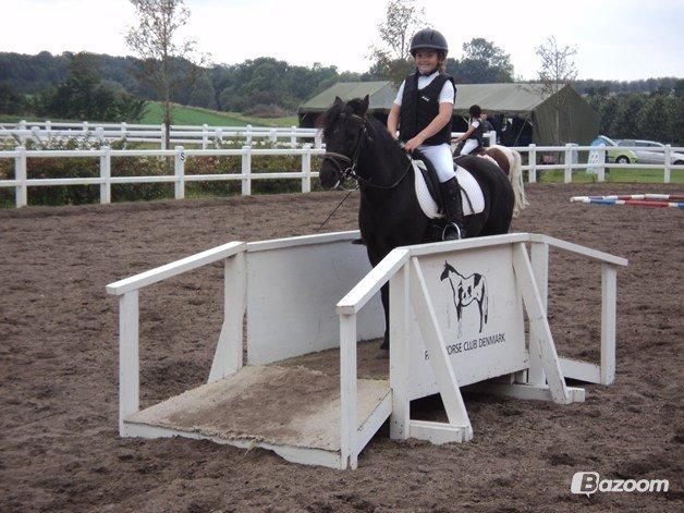 Anden særlig race Mille - Verdens bedste pony<3 billede 17