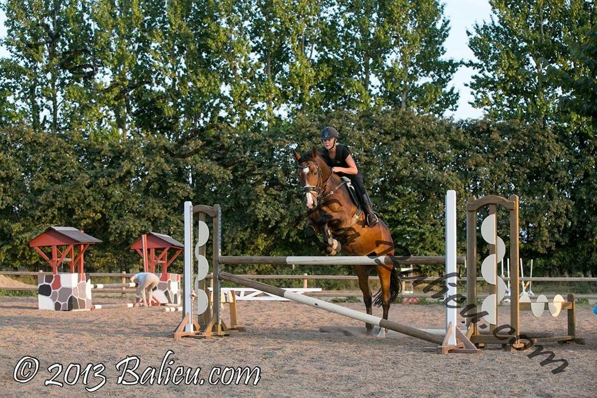 Anden særlig race Jari billede 22