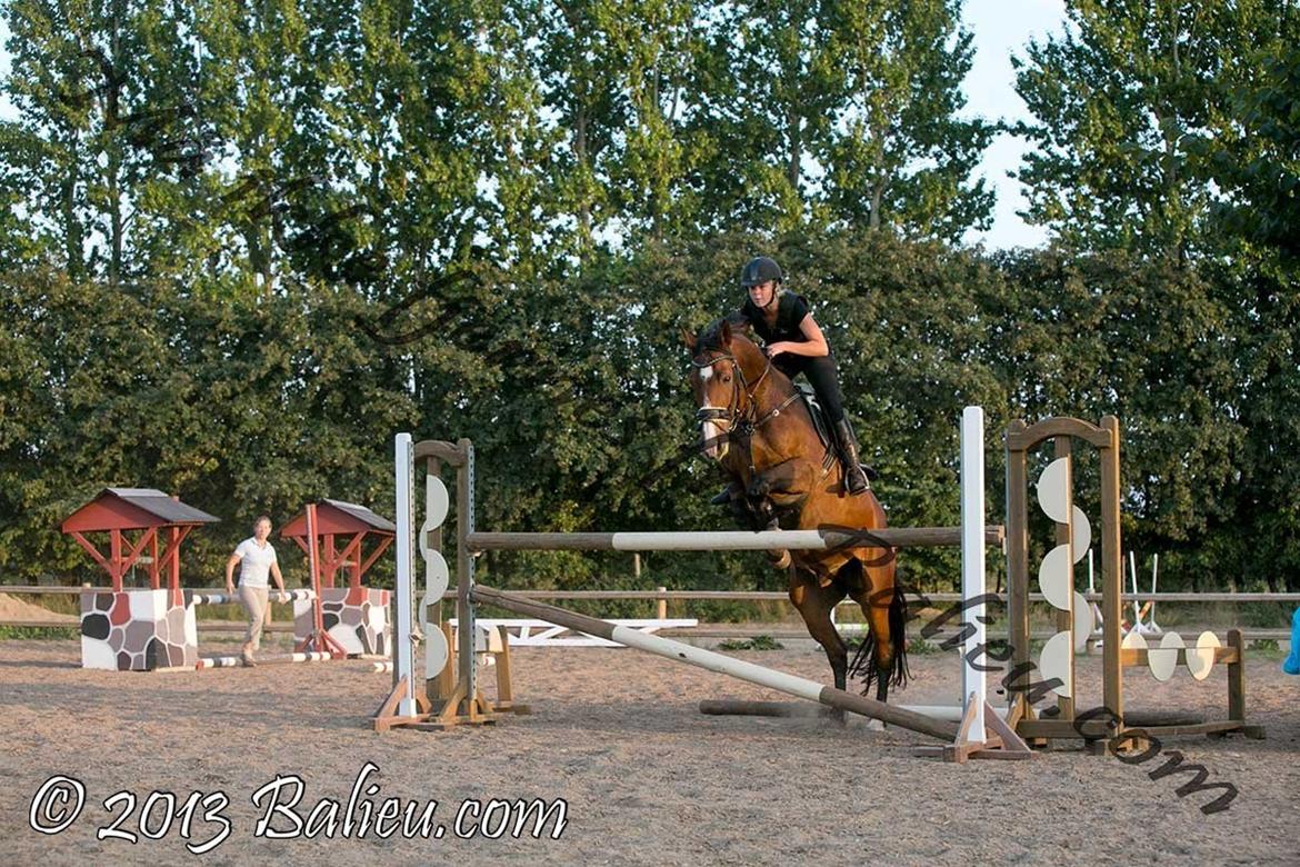 Anden særlig race Jari billede 23