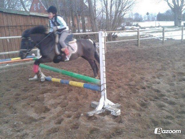 Anden særlig race Mille - Verdens bedste pony<3 billede 18