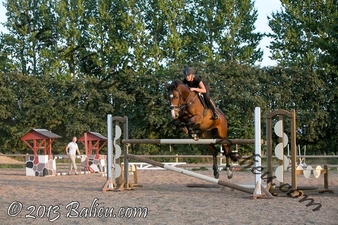 Anden særlig race Jari billede 24