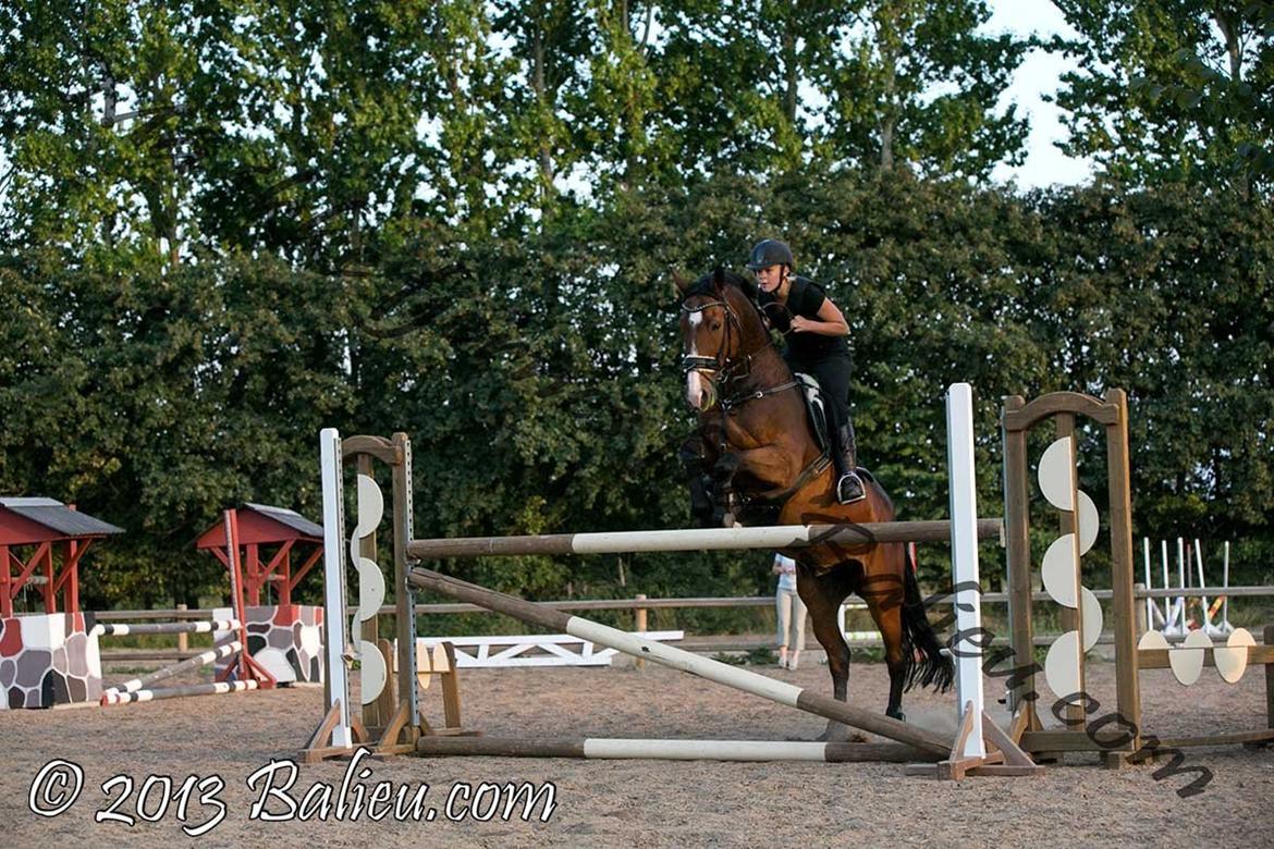 Anden særlig race Jari billede 5