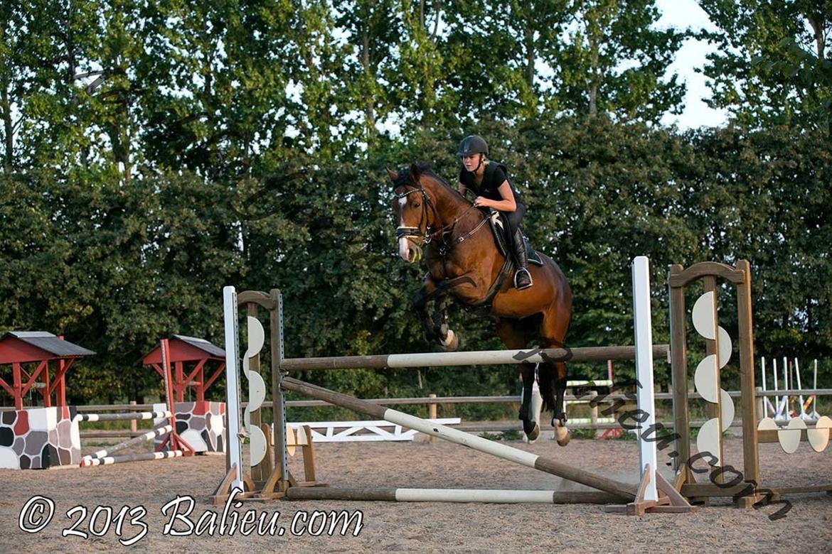 Anden særlig race Jari billede 25