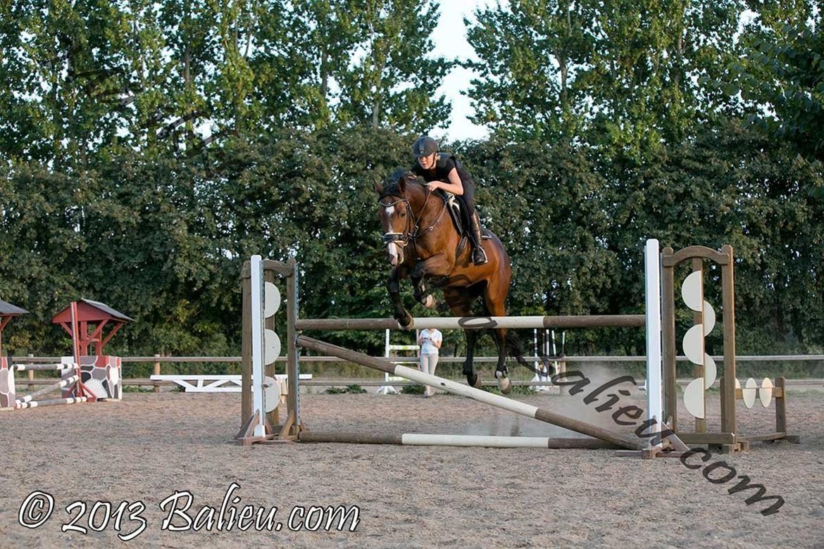 Anden særlig race Jari billede 26