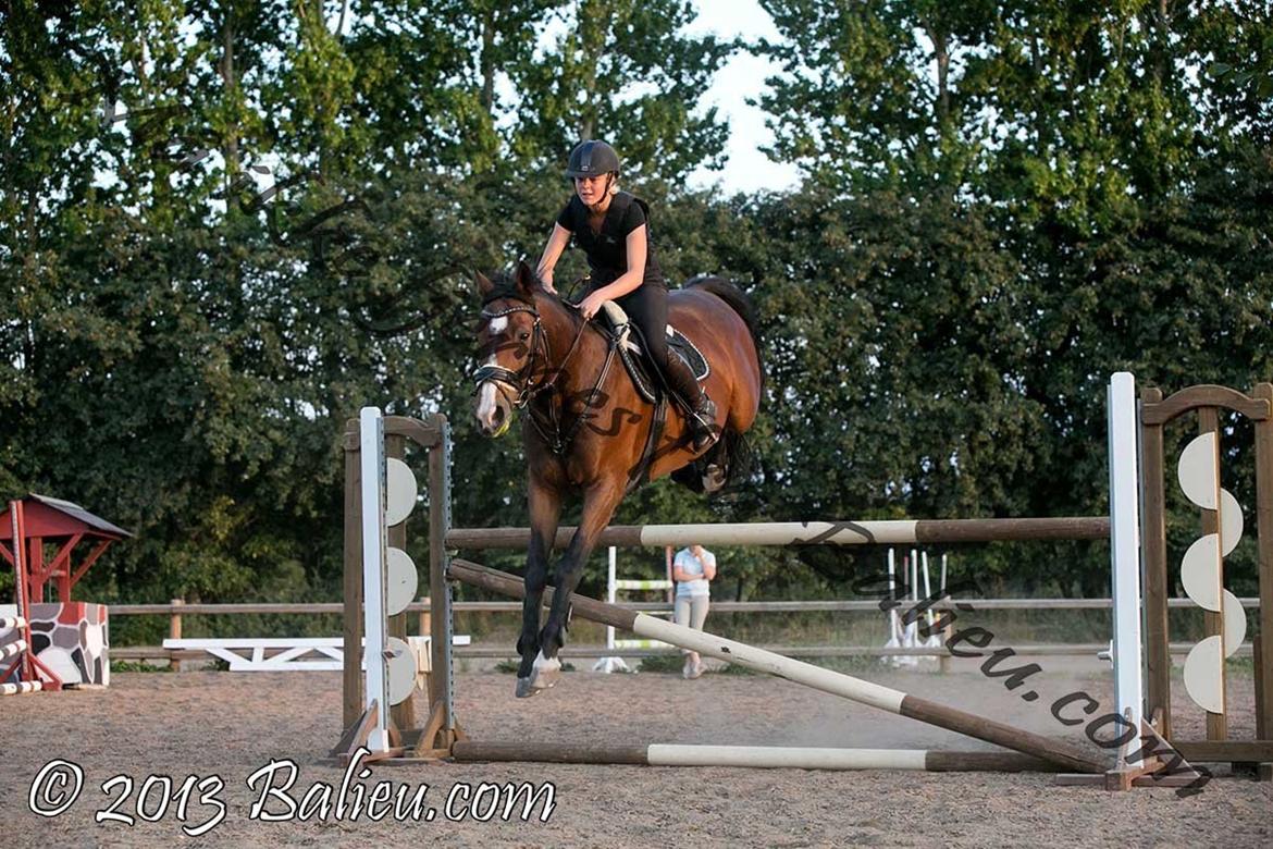 Anden særlig race Jari billede 27