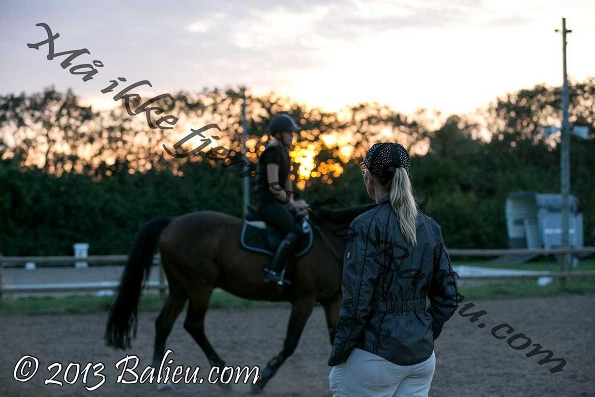 Anden særlig race Jari billede 29
