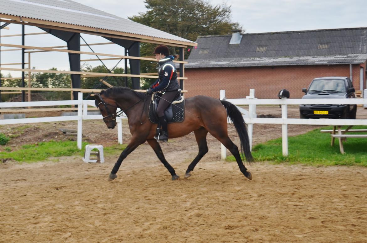Dansk Varmblod Don Lucifer Di Maltractare - Første gang med dressursadel på :)  billede 6