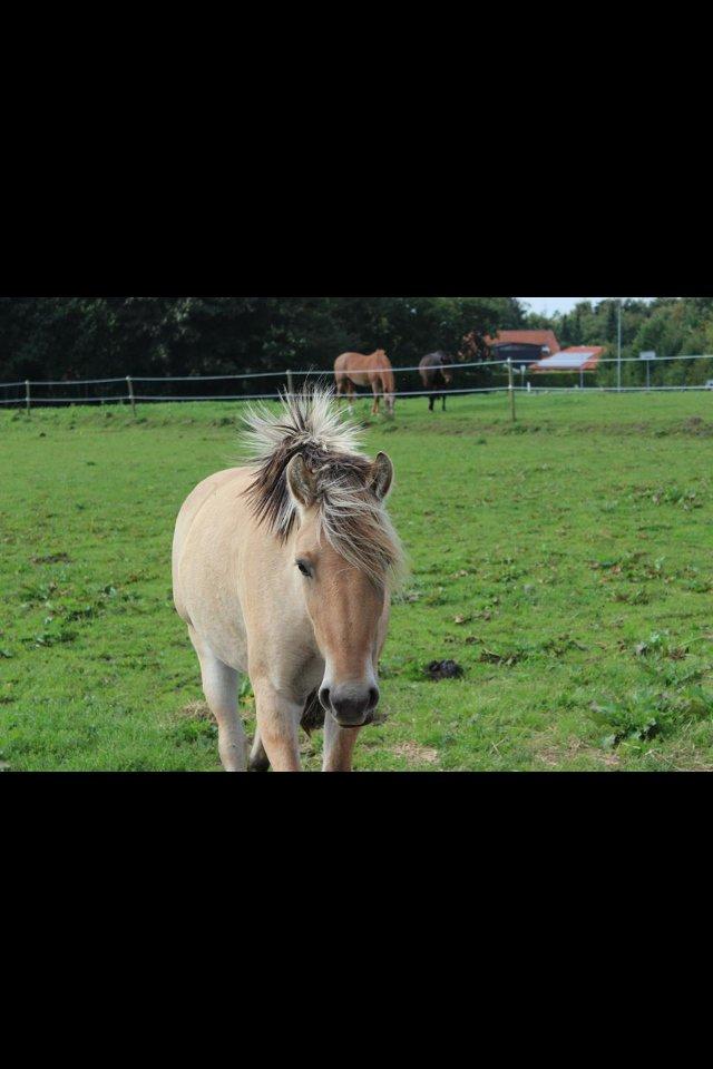 Fjordhest Bumara - tuller lidt på folden<3 billede 10