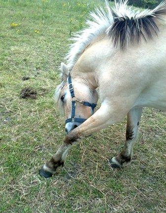 Fjordhest Bumara billede 11