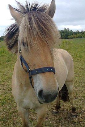 Fjordhest Bumara billede 12