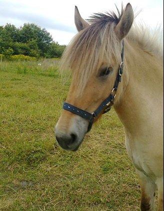Fjordhest Bumara billede 13
