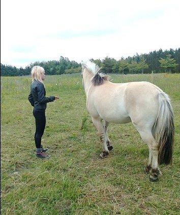 Fjordhest Bumara billede 14