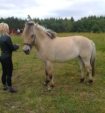Fjordhest Bumara billede 15