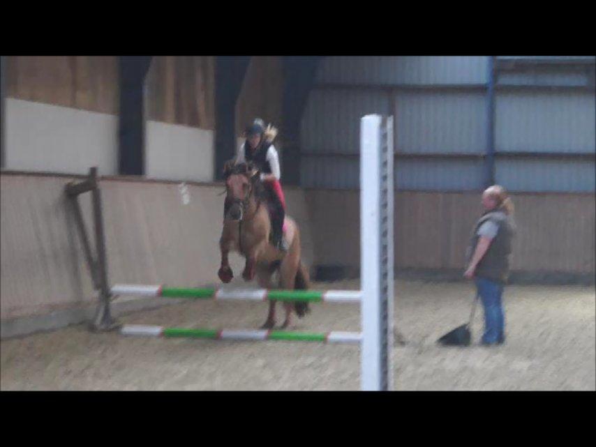 Anden særlig race Dumbledore  billede 36