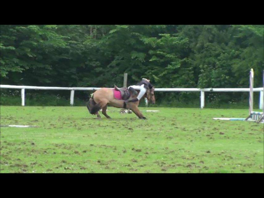 Anden særlig race Dumbledore  - Flader af i en LE til spring cop!! :O  billede 25