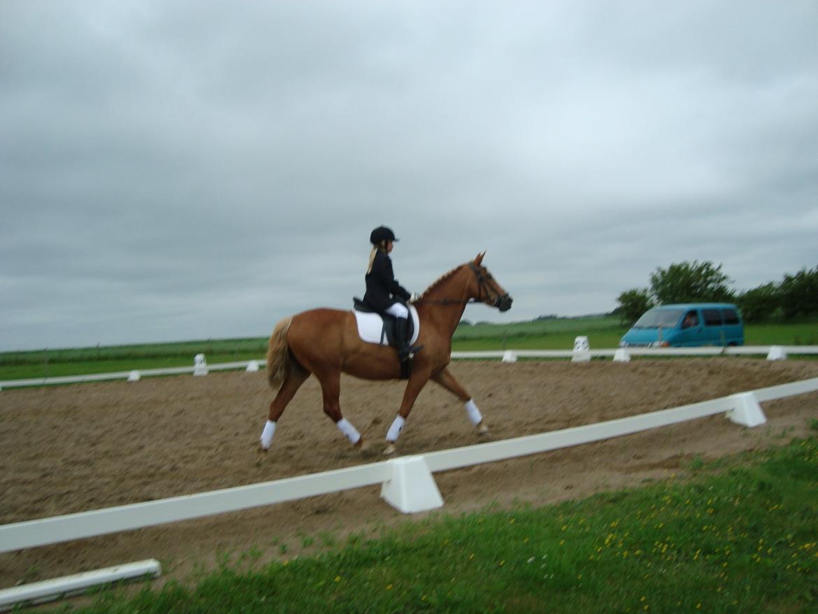 Anden særlig race Bakkens Flicka - her rider vi LD 1 og vi vandt med en første præmie  billede 13