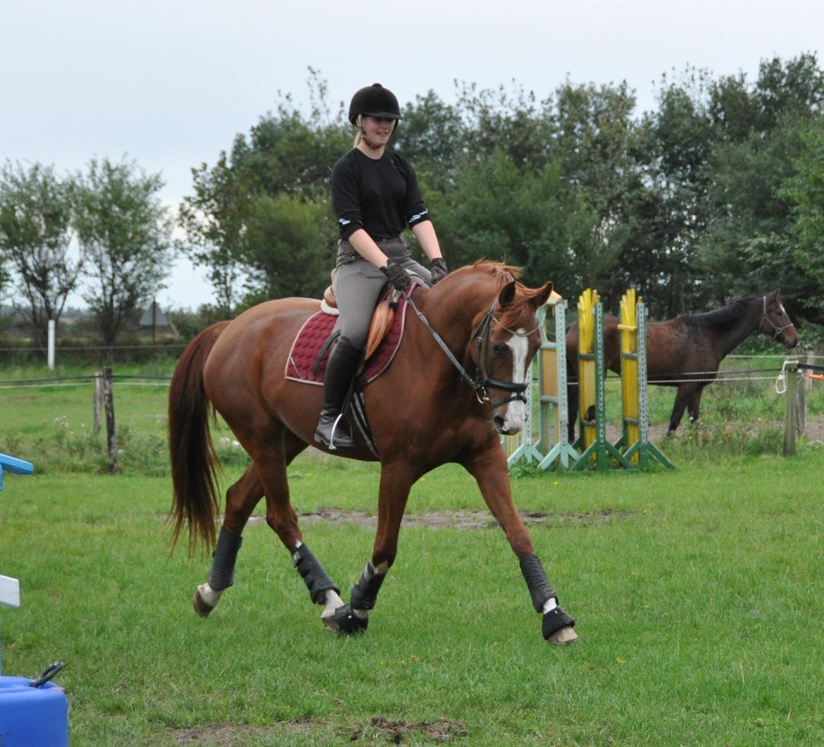 Dansk Varmblod De noli billede 7