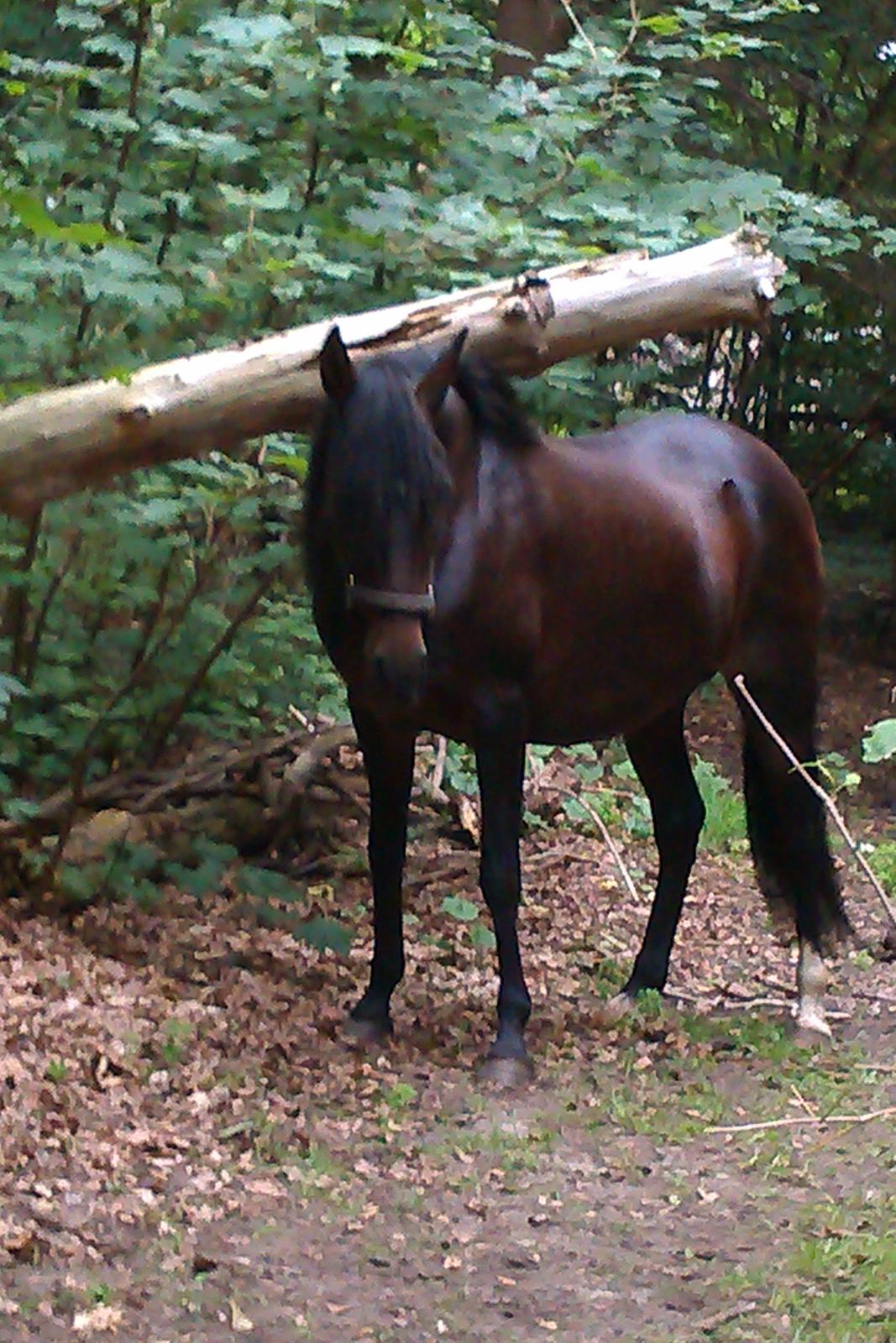 Paso-Peruanos Naranja billede 6